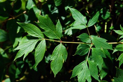 Paeonia suffruticosa - pivoňka keřovitá - list
